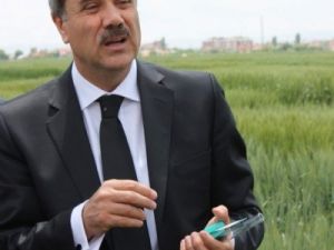 Son 50 yılın en iyi hasadı