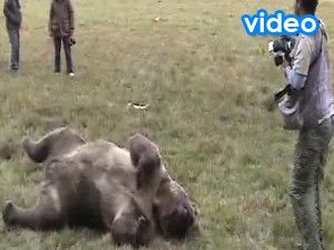 Tüfekle vurulmuş boz ayı bulundu