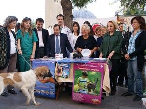 Sokak hayvanları tek isteği biraz sevgi ve bir kap yemek