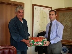 Sarayönünde yerli domates hasadı yapıldı