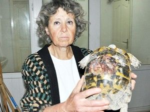 Kabuğu kırılan kaplumbağa tedavi ediliyor