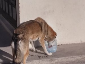 Sokak hayvanlarını unutmayın