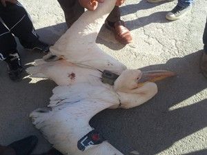 Üzerine verici ve kayıt cihazı monte edilmiş pelikan bulundu