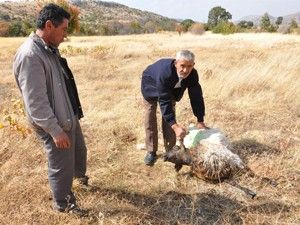 Karaman'da kurt saldırısı