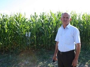Beyşehir'de yaban domuzu mesaisi