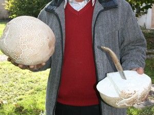 Aksaray'da 8 kiloluk dev mantar