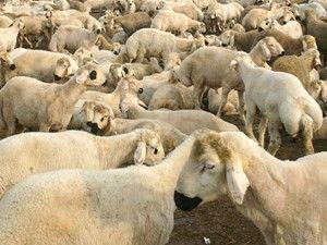 Meramda kurbanlık satış yerleri belli oldu