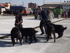 Kurban almak için son günü beklemeyin