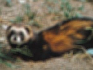 Kuduz gelinciğin ısırdığı adam öldü