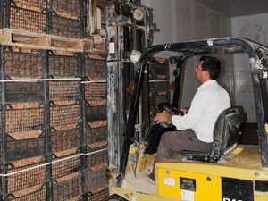 ''Havuç''un lezzetli ve sulu olmasının sırrı