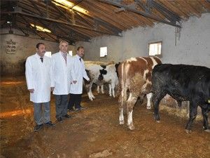 Aksaray'da 120 bin hayvan aşılandı