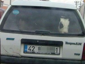 Küçük buzağının bagajda yolculuğu