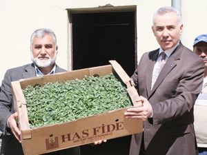 Aksaray'da 500 çiftçiye 50 bin fide dağıtıldı