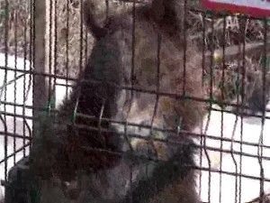 Yavru ayı Bursa'ya uğurlandı