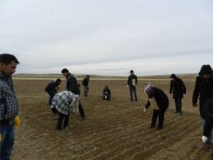 Sarayönü'de, 45 çeşit yeni ürün denemesi yapıldı