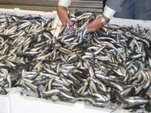 Karadeniz'de hamsilere ''nüfus sayımı''