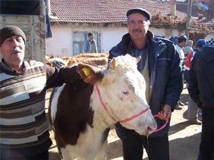 Köylülere 144 gebe düve dağıtımı yapıldı