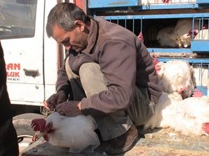 Yunakta et tavukları satışa sunuluyor
