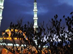 Aç kalan sığırcıklar şehir merkezine akın edince