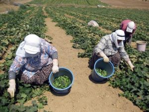 Tarımda Da Kadın İşçiler Daha Az Kazandı