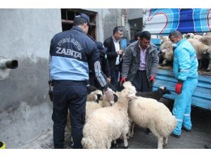 Kent Merkezindeki Hayvanlar Şehir Dışına Tahliye Ediyor