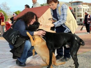 Mayder’den Kedi, Köpek Ve Kuş Evleri