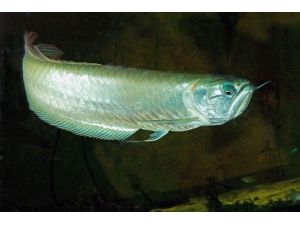 ’katil Arowana’ Ziyaretçilerin İlgili Odağı