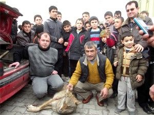 Olu kurt ile hatıra fotoğrafı çektiler