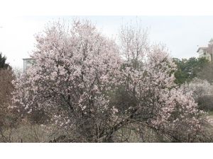 Elazığ Ve Malatya İçin Zirai Don Uyarısı