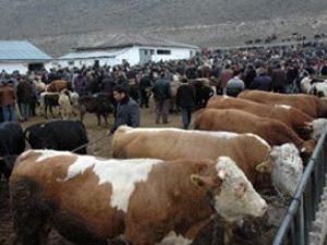 Hayvan taşıma kuralları yenilendi