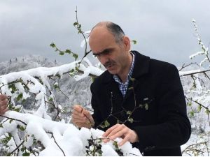 Fındıkta Don Tehlikesi Üreticiyi Tedirgin Etmeye Başladı