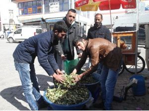 Gülbahar Bitkisi Tezgahlarda Yerini Aldı