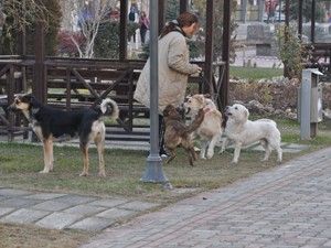 Başıboş köpekler korkutuyor