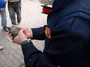 İtfaiyeden ''Sığırcık kurtarma operasyonu''