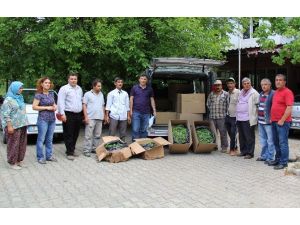 70 Bin Adaçayı Ve Kekik Fidesi Dağıtıldı