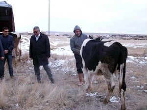 Besci köyünde 33 aileye damızlık düve desteği