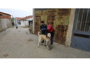 Malkara’da Kedi Ve Köpeklere Kuduz Aşısı Kampanyası