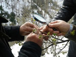 Ordu’da Zirai Don