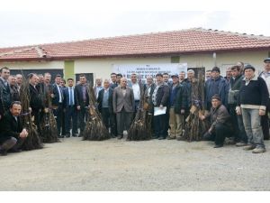 Hisarcık’ta 36 Çiftçiye Ceviz Fidanı Desteği