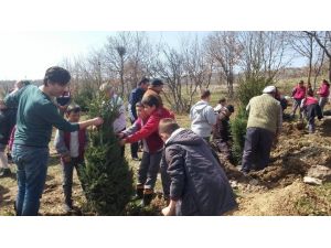 Dodurga Beldesinde 2 Bin Fidan Doğayla Buluştu