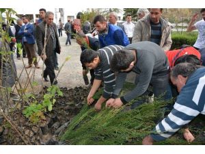 Bafra’da 2 Bin Fidan Dağıtıldı