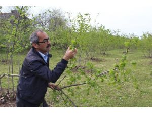 Fındıkta Hasar Tespiti İçin Ön İnceleme Yapıldı