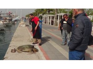 Fethiye Körfezi Maskotunu Yitirdi