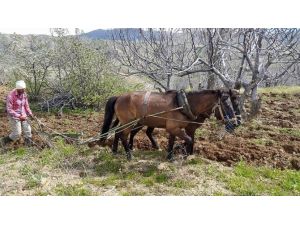 Aydın’da Bağ Ve Bahçeler Bakıma Alındı