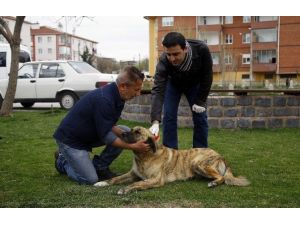 Odunpazarı’ndan Hayvanlara Aşı Uygulaması Devam Ediyor