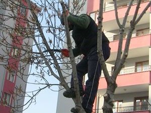 Ereğli Belediyesi ağaç budama çalışması başlattı