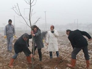 Karatay'a Pelit Ormanı kazandırılıyor