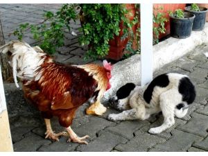 Horozla Köpeğin Ekmek Mücadelesi