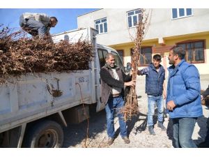 Diyarbakır’da 15 Bin Haneye 30 Bin Meyve Fidanı Dağıtıldı