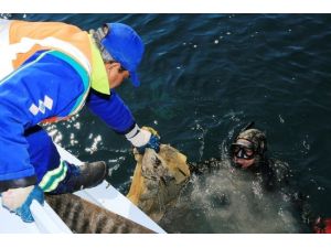 Bodrum’da Dalgıçlar Akyarlar Koyunu Temizledi